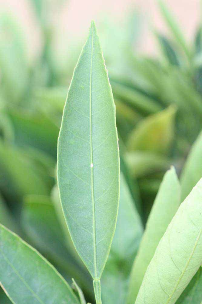             Unifoliolate leaf (Riverside, CA)       